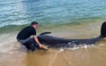 Quảng Ngãi: Giải cứu cá voi dài 3 m trôi dạt vào bờ biển