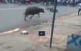 Trâu 'điên' đại náo đường phố Biên Hòa