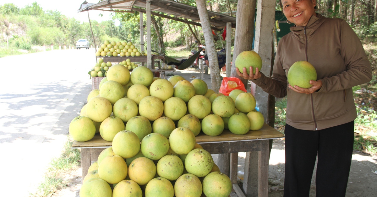 Được mùa bưởi Phúc Trạch, bà con thu gần 600 tỉ đồng