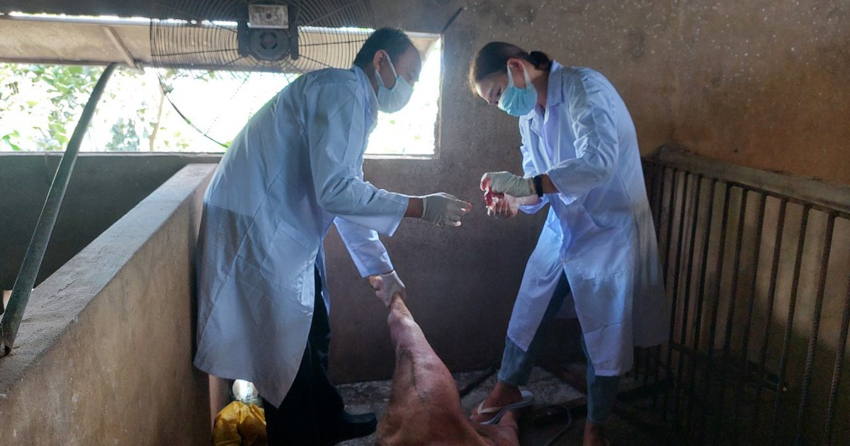 Long An: Tiêu hủy đàn heo hơn 5 tấn bị dịch tả lợn châu Phi