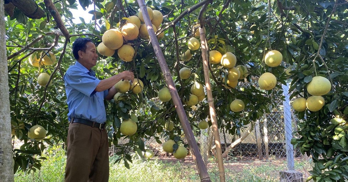 Miền Bắc rục rịch vào mùa xuất khẩu bưởi