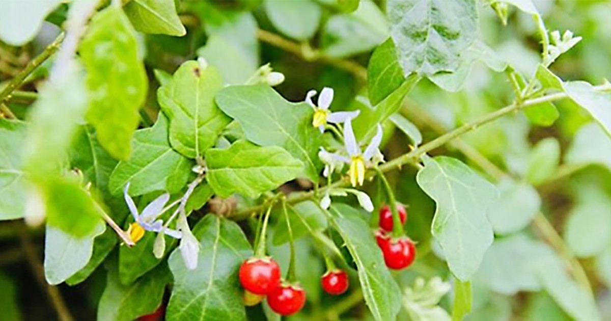 Top 5 dược liệu quý giải độc, bảo vệ gan