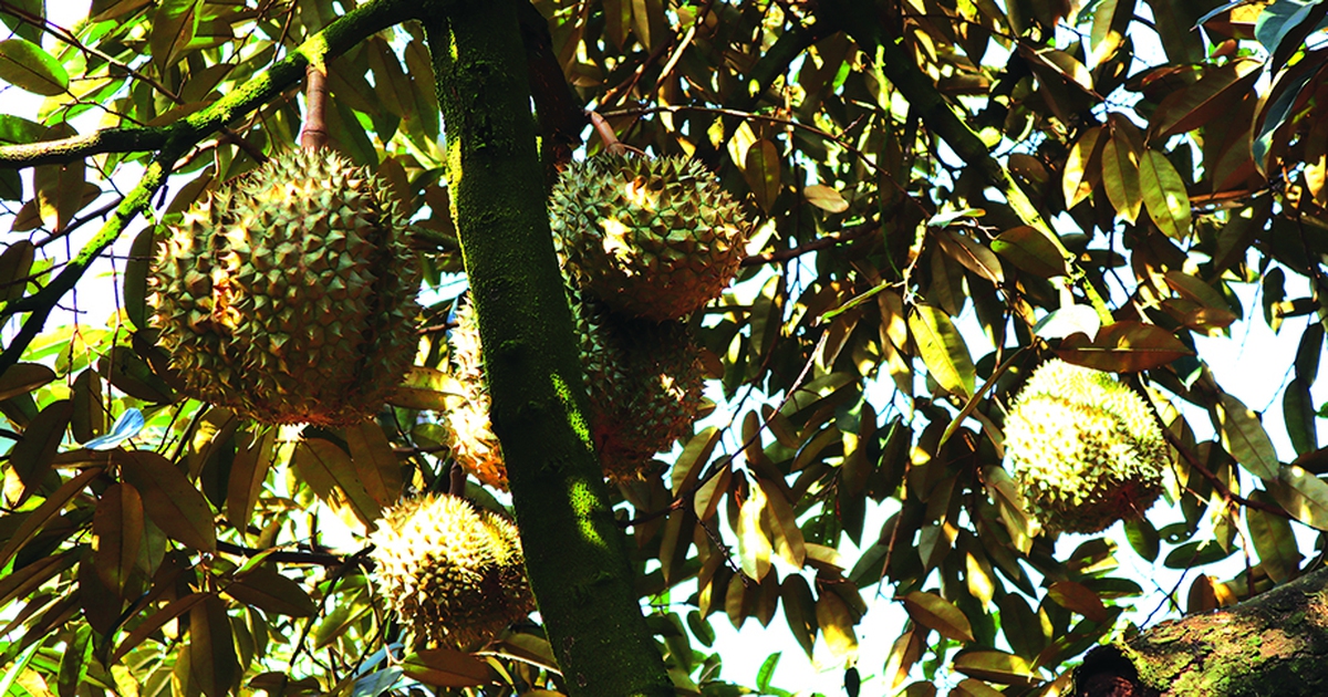 Hào khí miền Đông: Giấc mơ của ba tôi