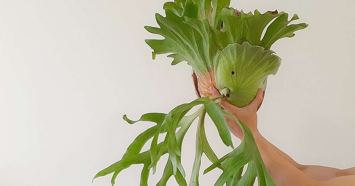 Cây ổ rồng là cây gì mà có người chi tiền triệu để mua?