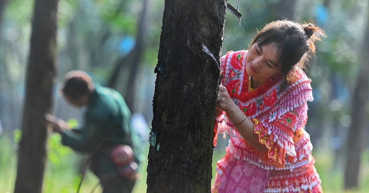Cô gái H'Mông trên nông trường cao su miền Đông