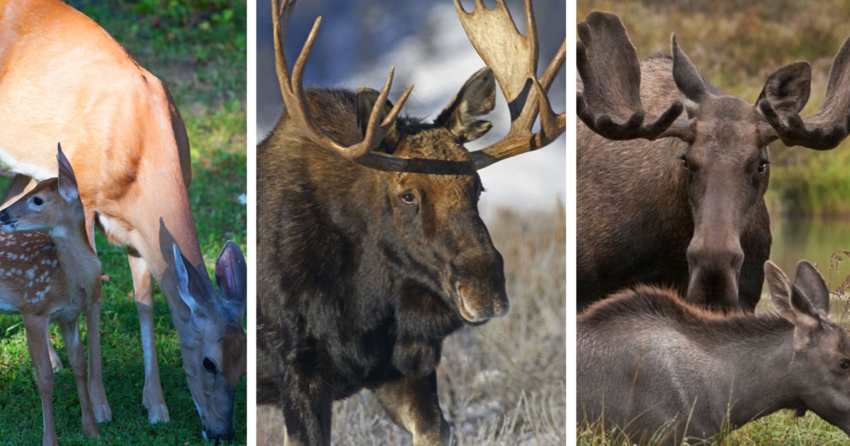 Mỹ cảnh báo về bệnh 'nai xác sống'