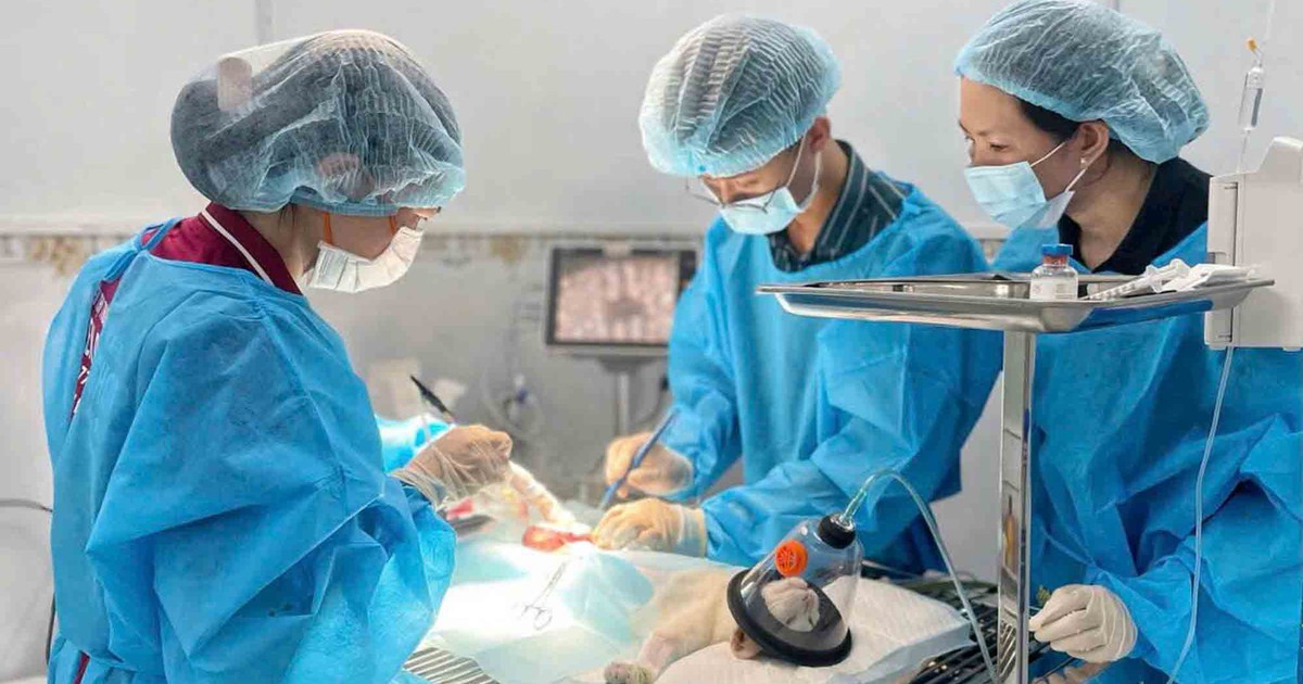 Khởi nghiệp chăm sóc thú cưng, thu nhập gần 40 triệu đồng/tháng