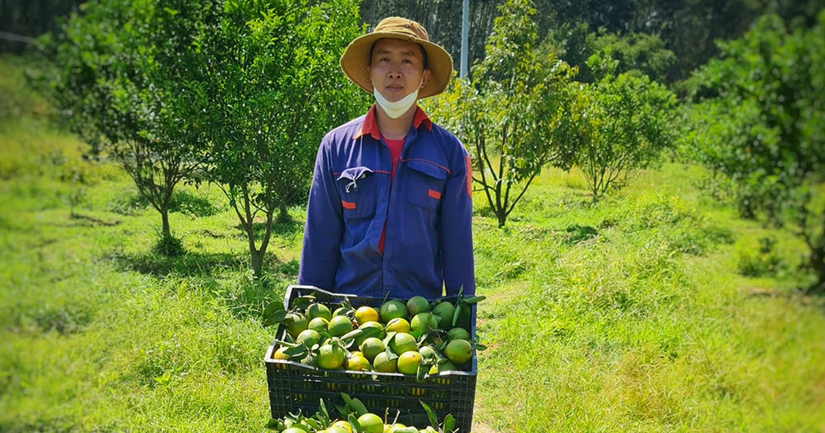 Chàng trai kiếm tiền tỉ mỗi năm nhờ làm trang trại