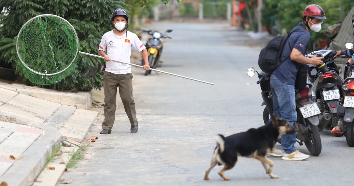 11 lần ra quân, bắt được 53 con chó thả rông