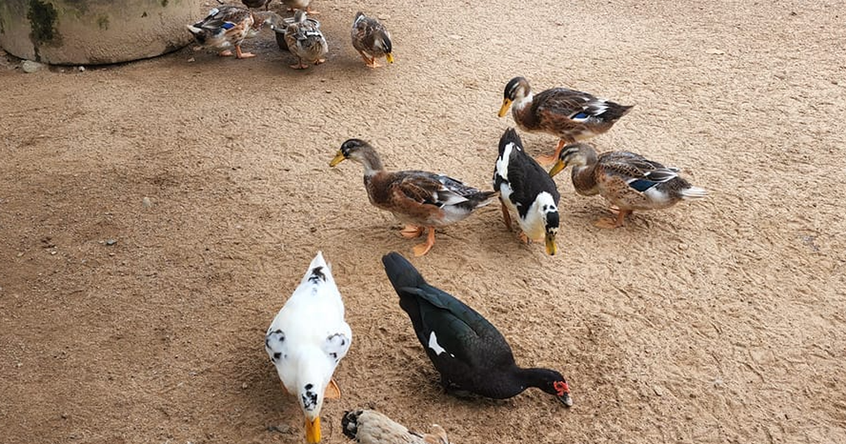 Viện Pasteur TP.HCM chỉ đạo khẩn 20 tỉnh phía nam về viêm phổi nặng do vi rút