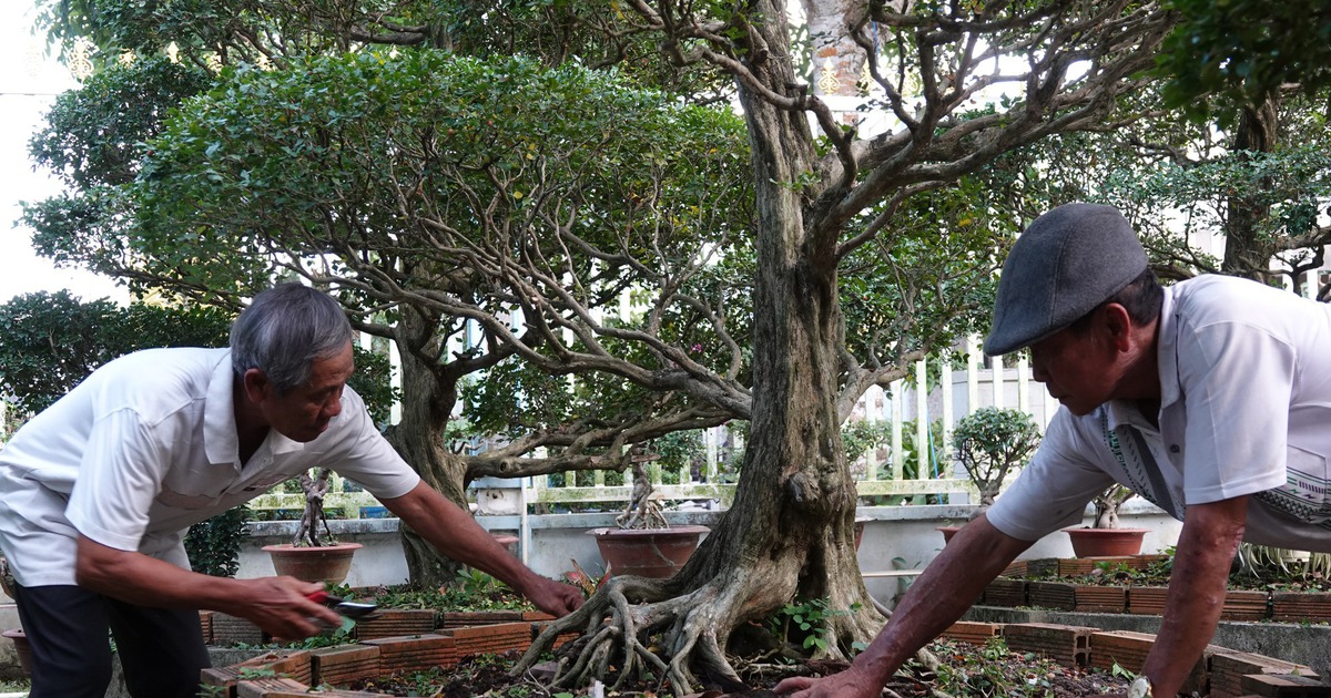 Vườn nguyệt quế tiền tỉ của lão nông miền Tây, nhiều cây 30 - 50 năm tuổi