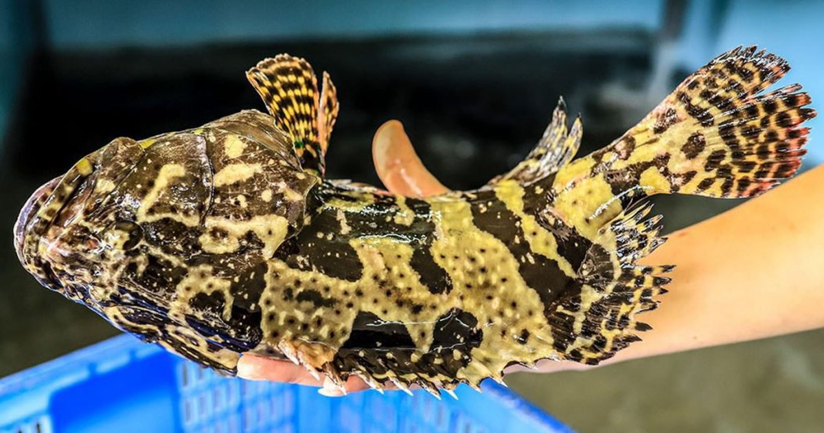 Công ty than chi gần 5 tỉ đồng mua cá song tặng nhân viên dịp Rằm tháng giêng