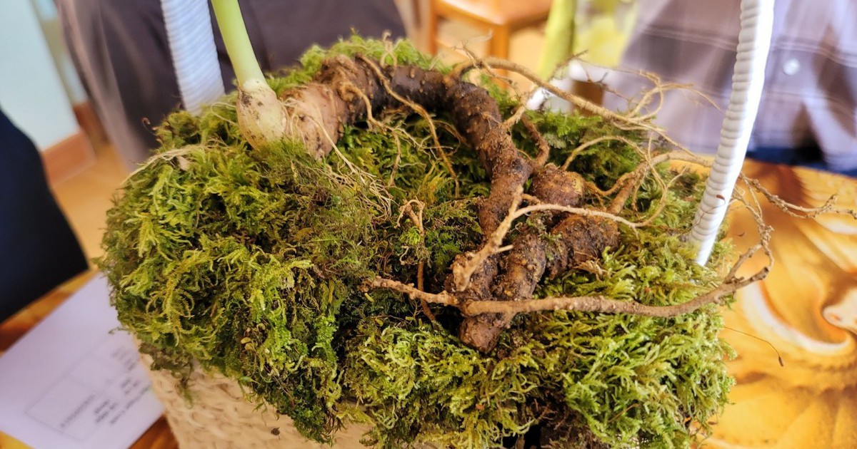 Hội thi sâm Ngọc Linh: Nơi quy tụ những củ sâm đặc biệt