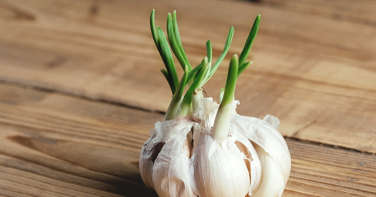 Tỏi mọc mầm ăn được, kèm theo dấu hiệu này thì không