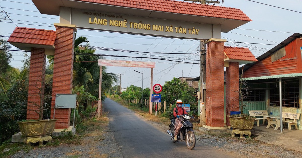 Làng mai vàng Tân Tây 'hút hồn' du khách