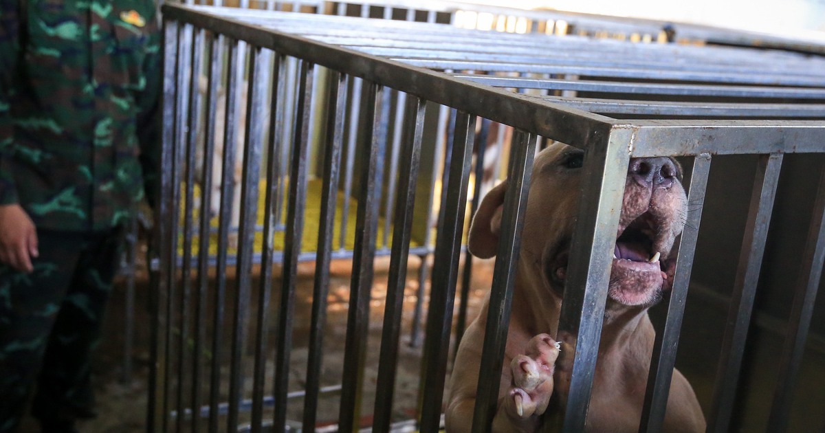 Từ vụ chó Pitbull tấn công cụ bà: Đây là giống rất hung dữ, cách gì thoát ra khi bị cắn?