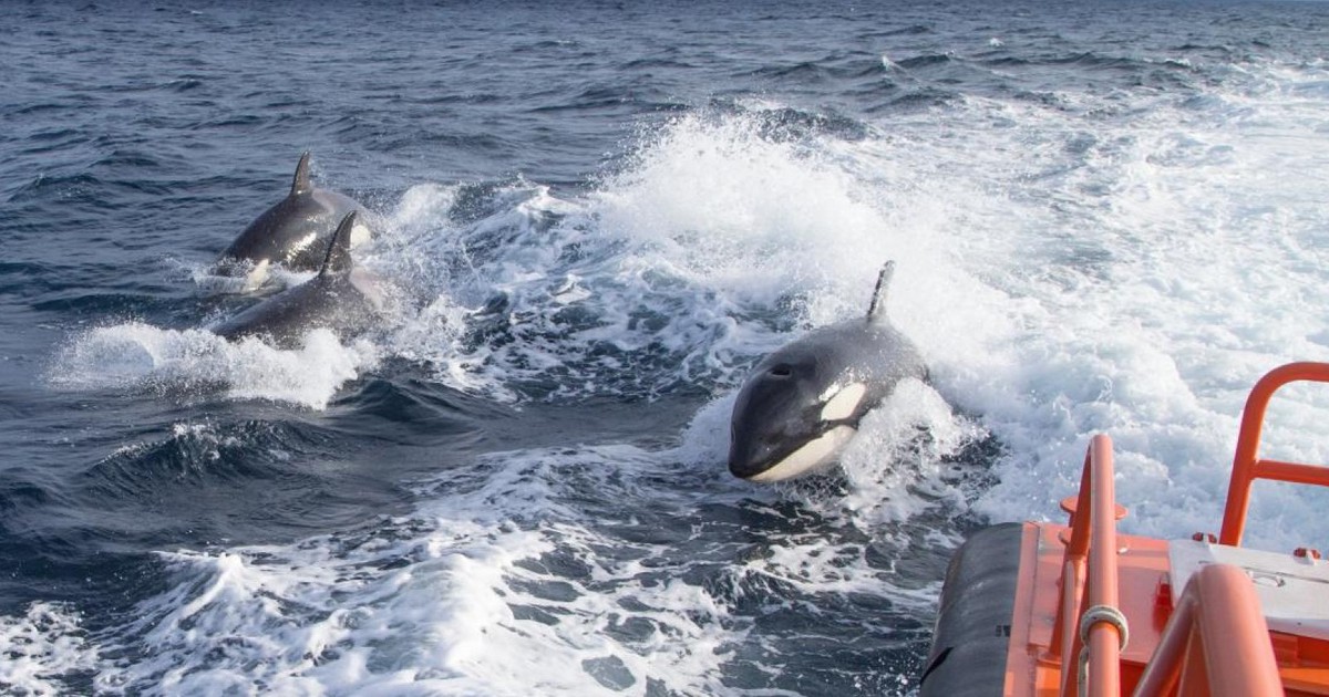 Cá voi sát thủ tấn công tàu thuyền để trả thù?
