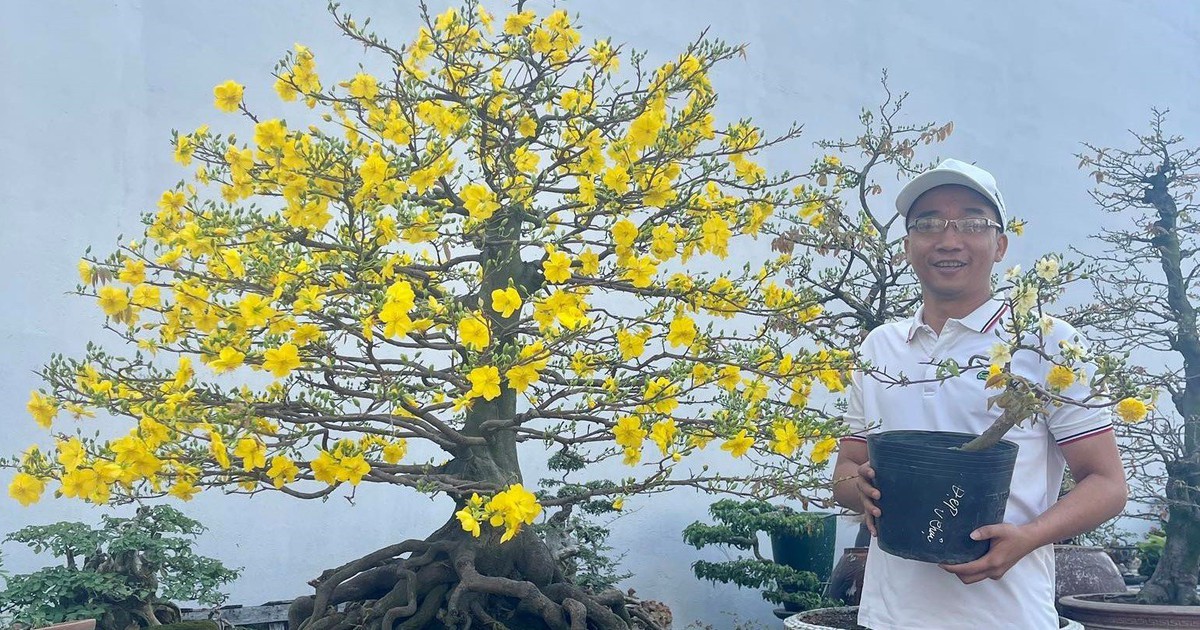 Doanh thu 2 tỉ đồng mỗi năm nhờ trồng mai kiểng