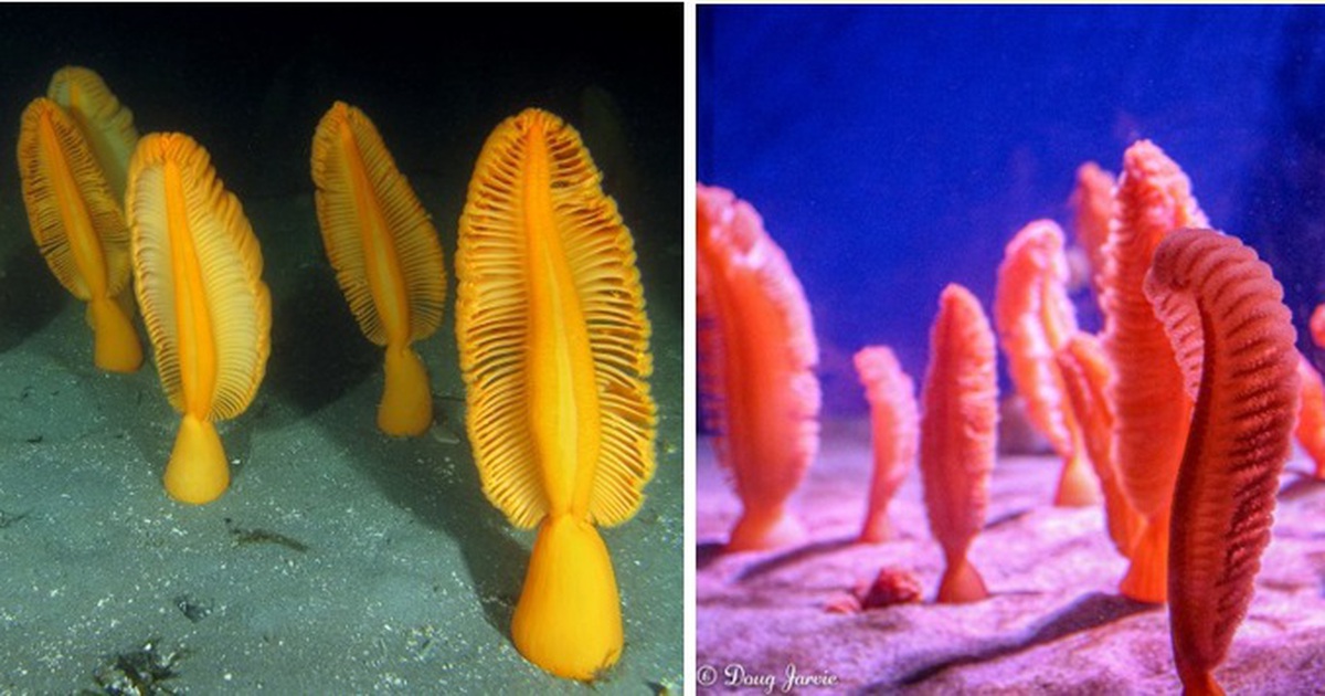 Thực hư về loài hoa hiếm ở dãy núi Himalaya 36 năm mới nở một lần