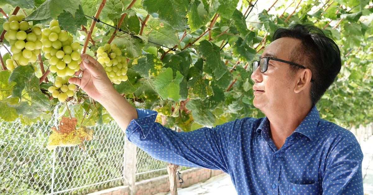 Người tiên phong đưa nho mẫu đơn từ Hàn Quốc về trồng ở miền Tây