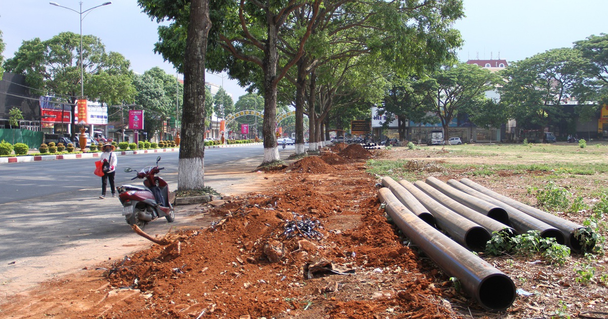 Đắk Lắk: Nhiều cây sao 30 năm tuổi bị cắt đứt rễ, tiềm ẩn nguy hiểm