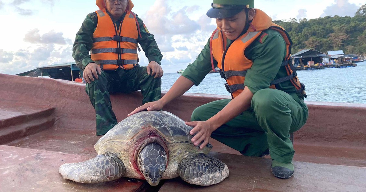 Kiên Giang: Thả cá thể rùa biển 80 kg về môi trường tự nhiên