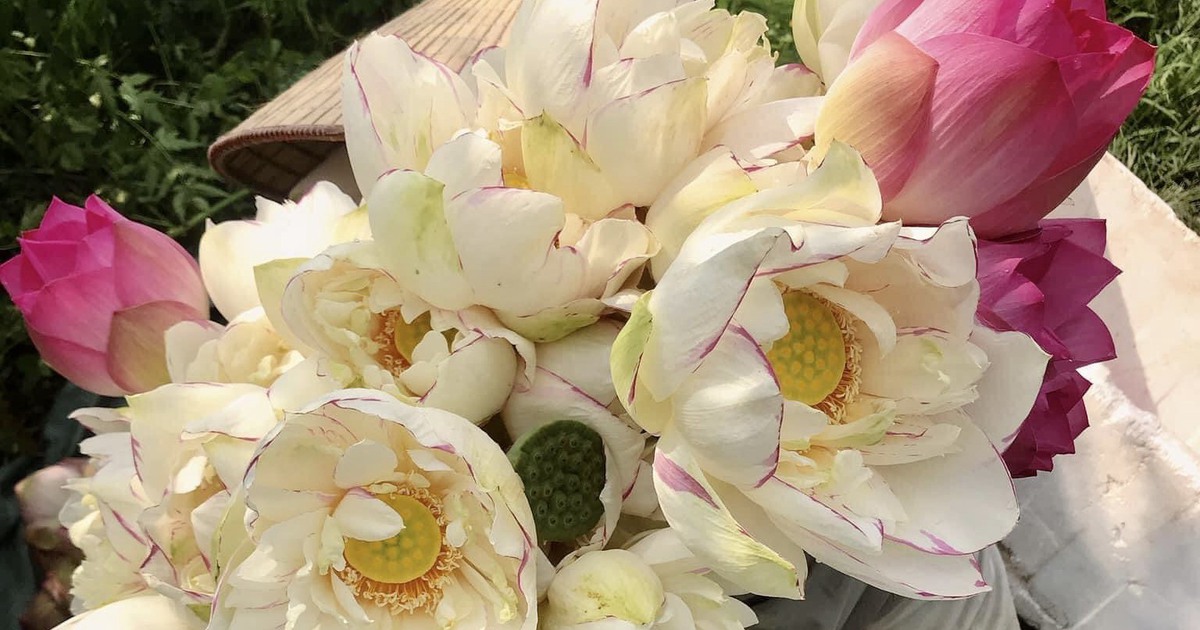 Hoa sen đột biến đầu vụ: Giá tăng cao vẫn ‘cháy hàng’