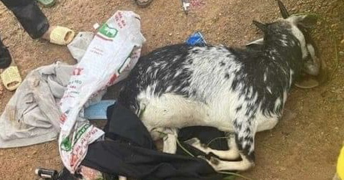 Đình chỉ sinh hoạt Đảng 3 cựu cán bộ công an Hà Nội bắn dê của dân