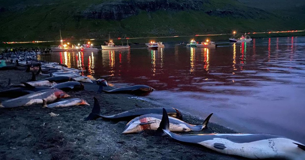 Gần 1.500 con cá heo bị giết trong cuộc săn đẫm máu ở quần đảo Đan Mạch