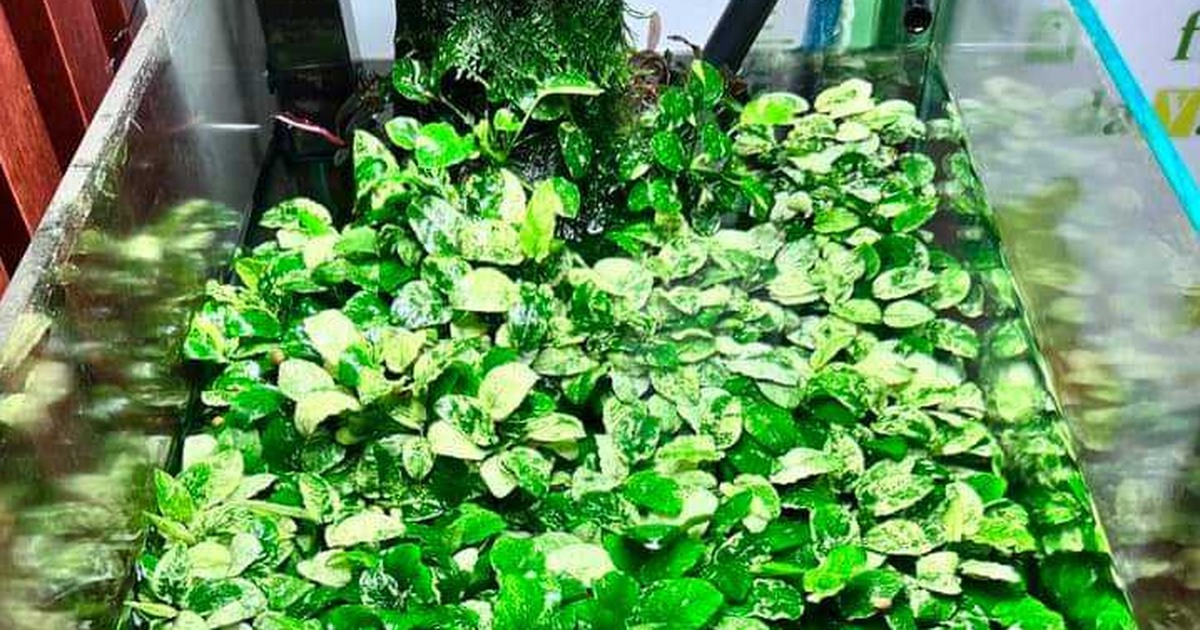 Kiếm thêm hàng chục triệu đồng mỗi tháng với cây ráy