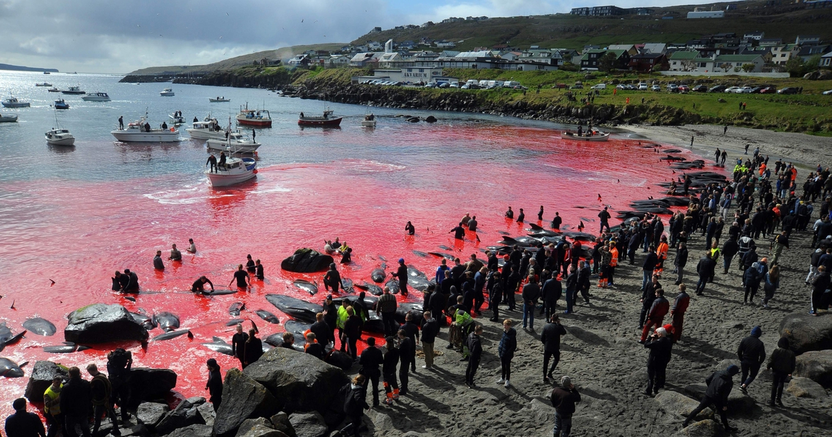 Hơn 40 cá heo bị giết ngay trước mắt hành khách du thuyền
