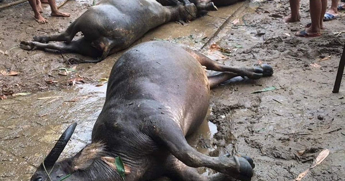 Mưa lớn tại Sơn La gây ngập úng, cuốn trôi nhiều gia súc