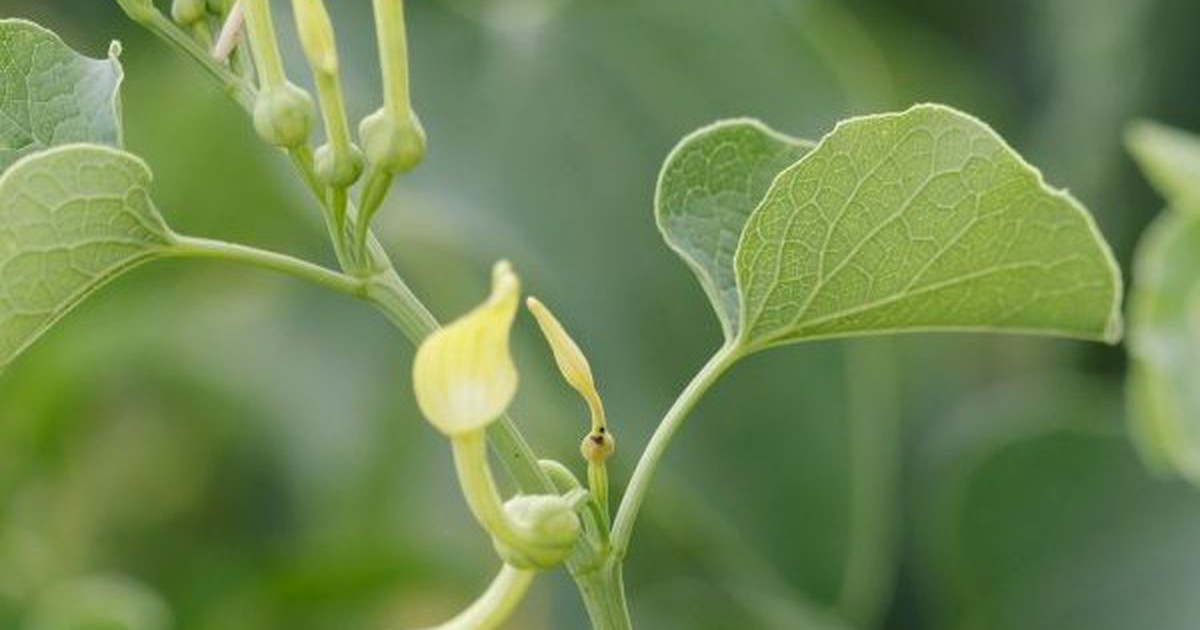 Bác sĩ cảnh báo nguy cơ ngộ độc khi tự ý dùng cây thuốc trị bệnh