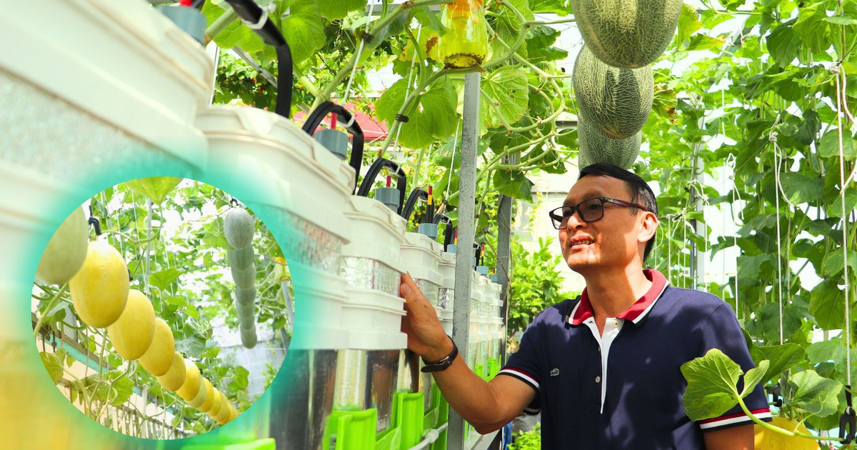 Vườn dưa lưới trĩu quả trên sân thượng trồng từ thùng bán thủy canh độc lạ