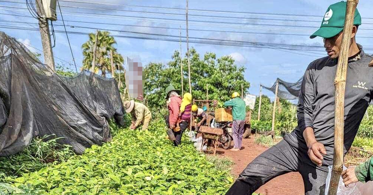 Hết sốt cây giống sầu riêng lại loạn giá cây cà phê