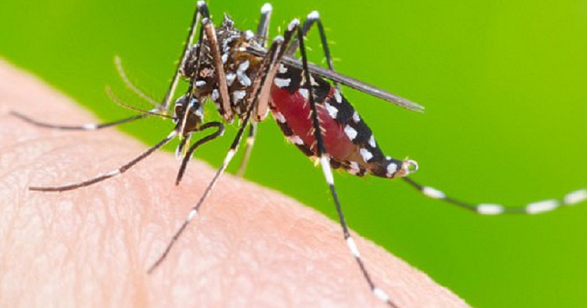 Những yếu tố khiến bạn 'hấp dẫn' loài muỗi