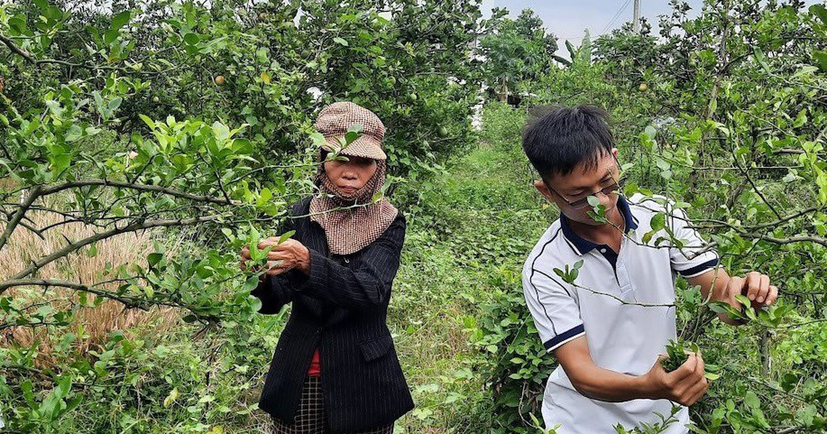 Hai chàng trai tâm đầu ý hợp, trồng cây chanh lấy lá kiếm tiền tỉ