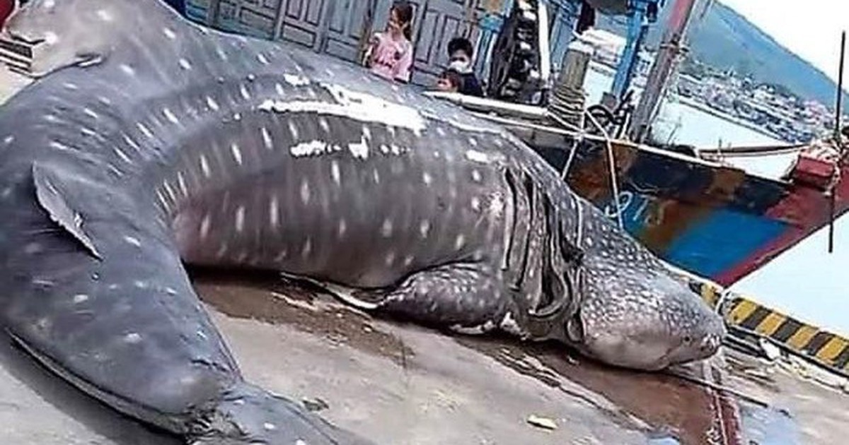 Phát hiện xác cá voi nhám nặng khoảng 2 tấn trên vùng biển Nghệ An