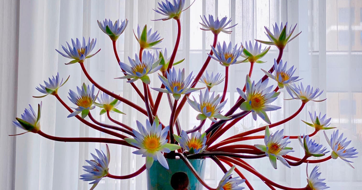 Cách cắm hoa súng 'ngày thức đêm ngủ' dáng phiêu