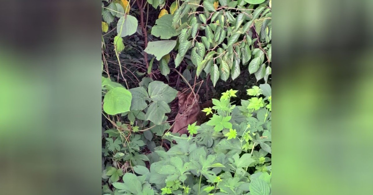 Sư tử sổng chuồng bị bắn hạ tại Hàn Quốc