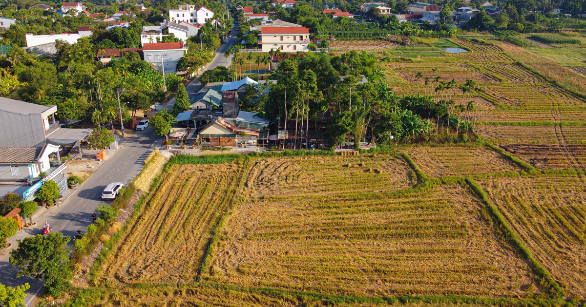 Quán cà phê 'hút' hàng trăm bạn trẻ nhờ... cánh đồng lúa