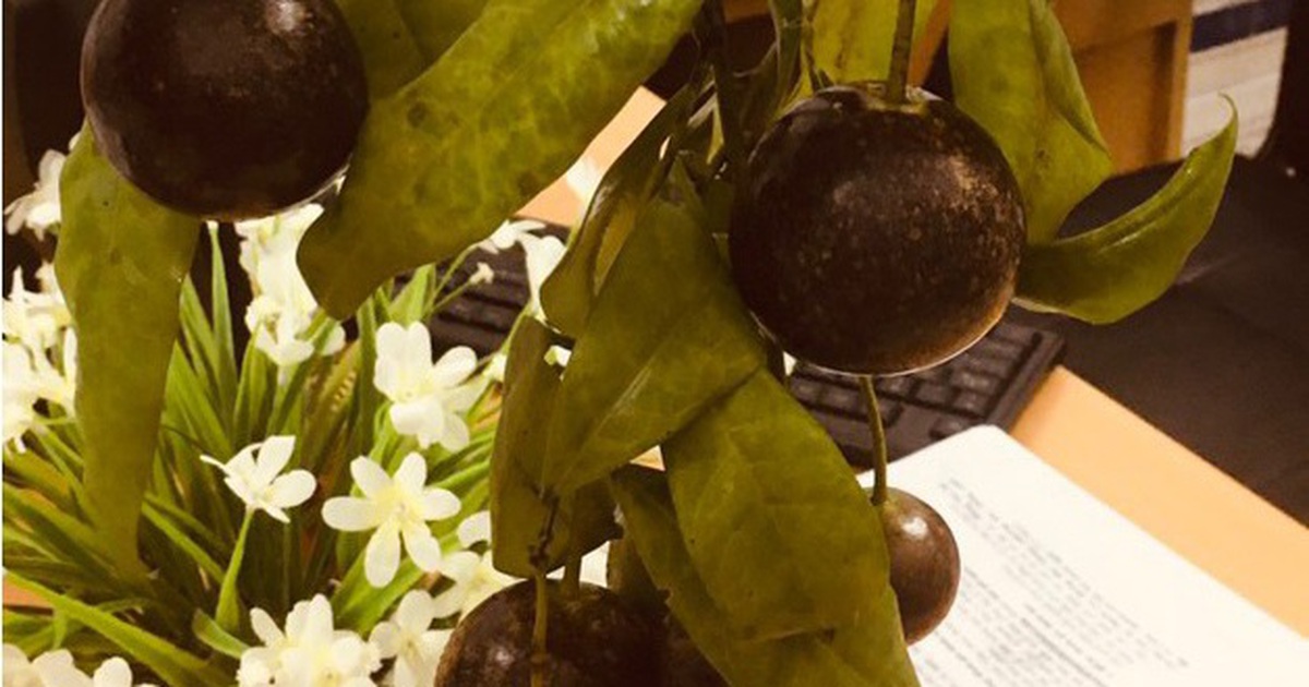 Tại sao quả hồng châu có thể gây ngộ độc chết người?