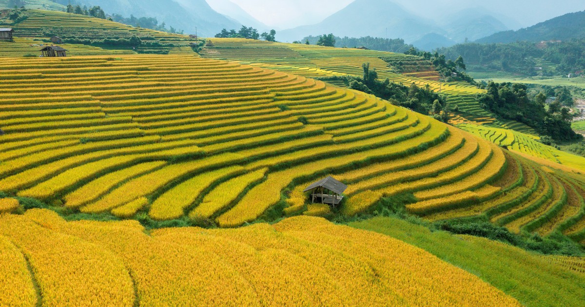 Ruộng bậc thang Sa Pa chín sớm làm 'say lòng' lữ khách