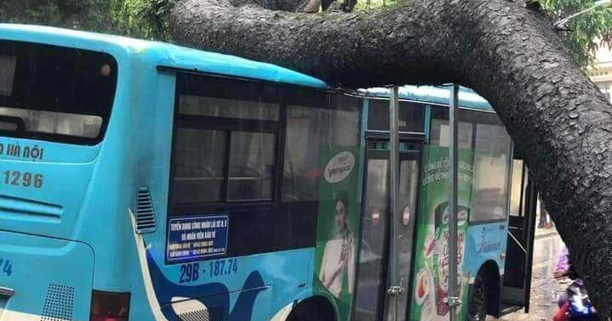 Cây xà cừ cổ thụ bật gốc đè trúng xe buýt trên phố Hà Nội