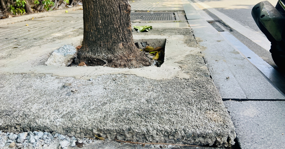 Vì sao phải đập bê tông cứu 30 cây xanh gần sân bay Tân Sơn Nhất?