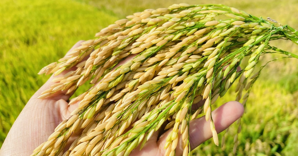 Bất ngờ gạo Việt Nam và Thái cùng rớt giá, vì sao?