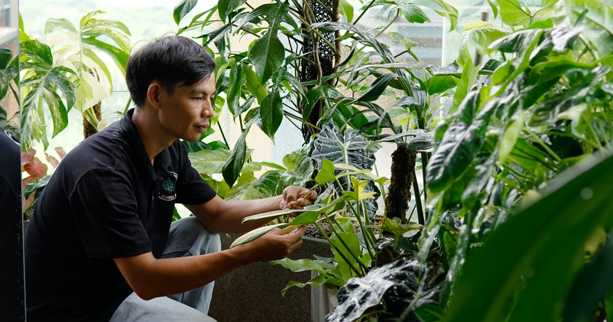 Chi tiền triệu để thuê cây kiểng, nhân viên về chăm sóc vườn