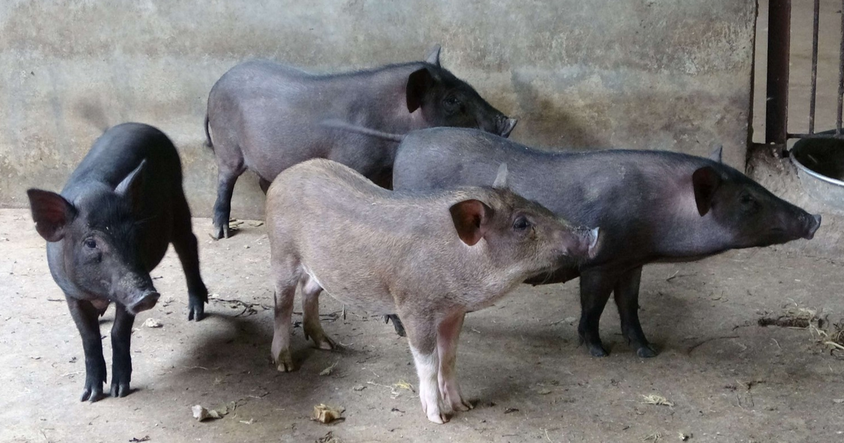 Đồng Nai: Vì sao tạm ngưng chăn nuôi gia công với 328 trang trại?