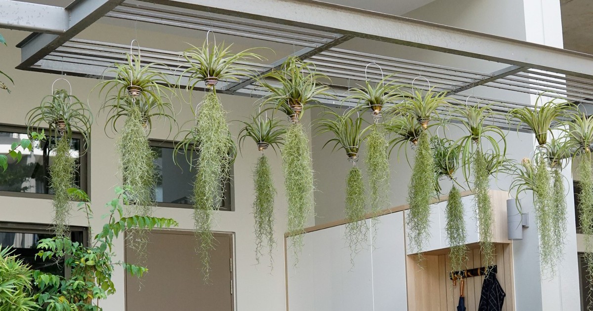 Cây không khí là gì mà nhiều người trồng và bán được tiền triệu?