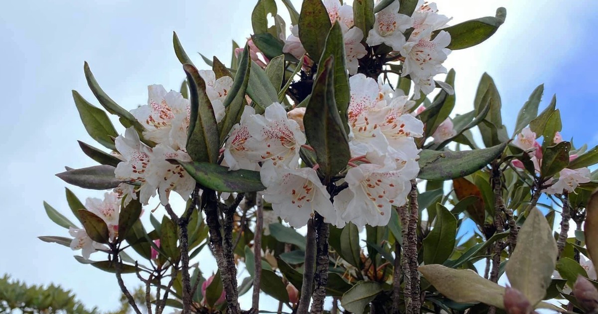 Huyền bí rừng đỗ quyên trên đỉnh Arung